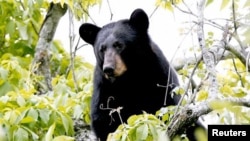 The woods of North Carolina are home to many black bears, like this one. It seems one of them helped a little boy while he was lost in the woods. REUTERS/State of Louisiana Department of Wildlife and Fisheries/Handout via Reuters