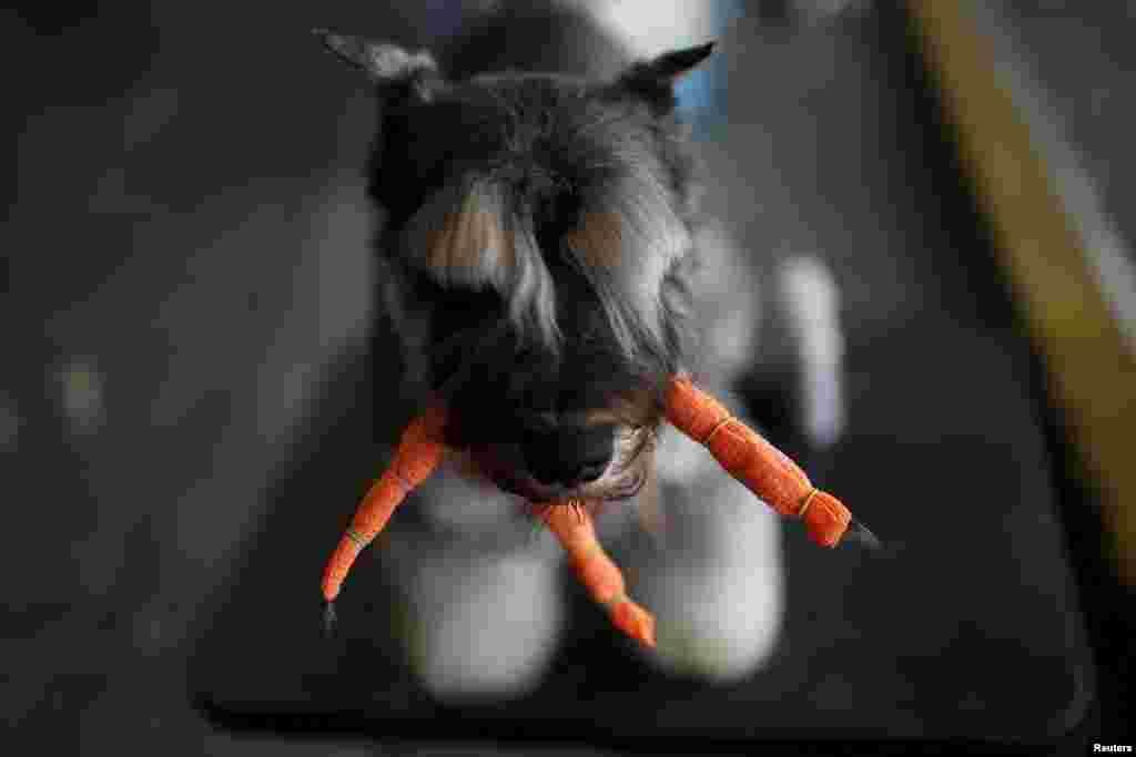 A dog at the Shanghai International Pet Expo in Shanghai, China.