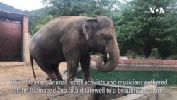 Cher Rescues 'Loneliest Elephant' Languishing in Pakistan Zoo 