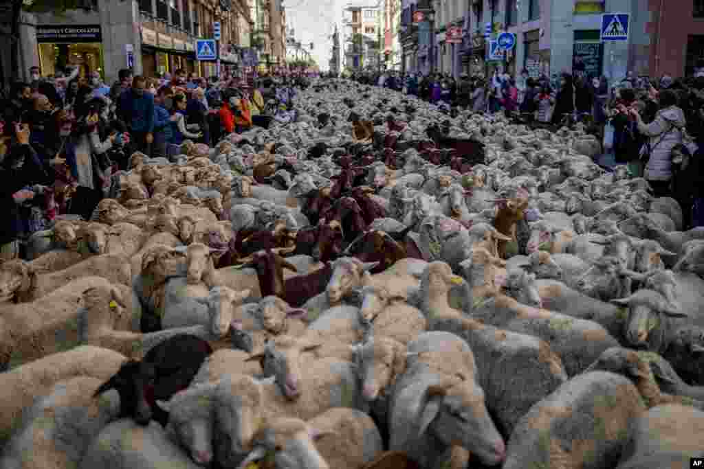 Shepherds guide sheep through the streets in Madrid, Spain.