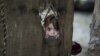 A Pakistani child, who was displaced with her family from Pakistan's tribal areas, looks out through a hole of a makeshift curtain at the entrance of her family's home, in a poor neighborhood on the outskirts of Islamabad, Pakistan, Monday, Jan. 28, 2013.
