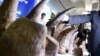 Début de la première vente aux enchères sud-africaine en ligne de cornes de rhinocéros
