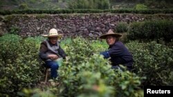 FIle--Locals pick tea leaves at a tea plantation in Xinchang, Zhejiang province. The Chinese government wants young people to move to the countryside as the country's rural population ages. REUTERS/Aly Song (CHINA - Tags: A