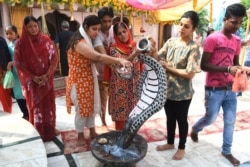 Umat Hindu menuangkan susu di atas patung ular Cobra dalam festival "Nag Panchami" di sebuah kuil di Amritsar, 13 Agustus 2021. (Foto: NARINDER NANU / AFP )