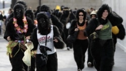 Competitors take part in the Great Gorilla Run in central London every year to raise money for the Dian Fossey Gorilla Fund