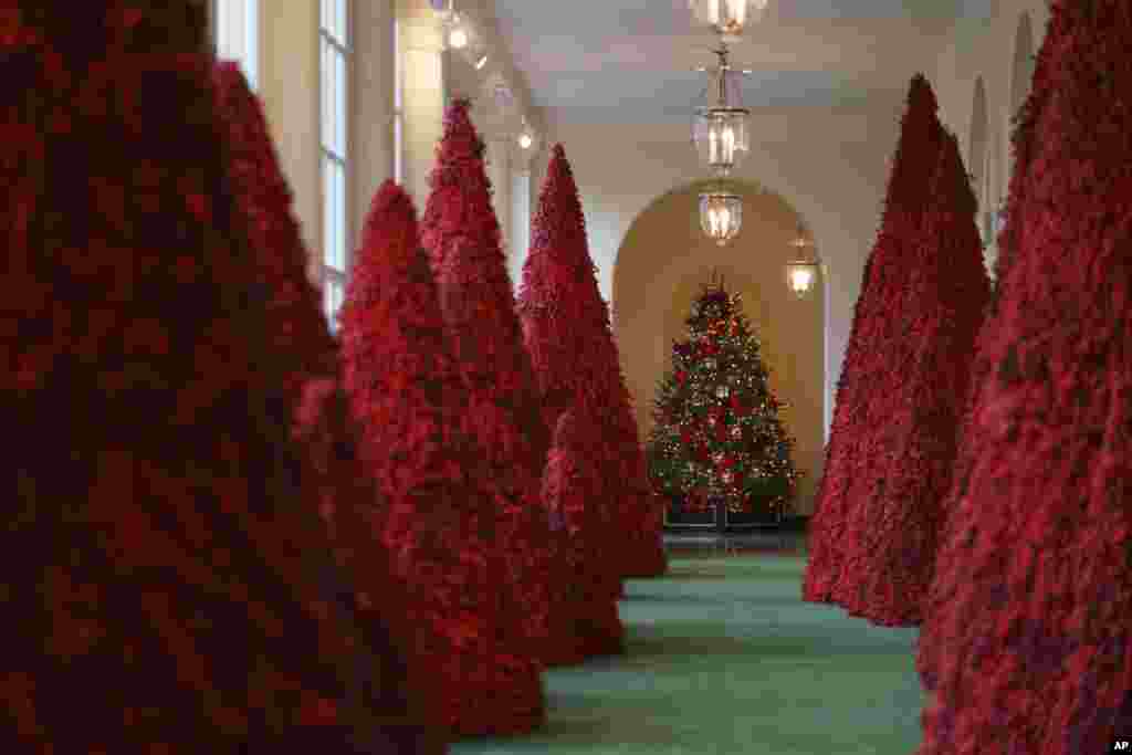 Topiary trees line the East colonnade during the 2018 Christmas Press Preview at the White House in Washington, Monday, Nov. 26, 2018. (AP Photo/Carolyn Kaster)