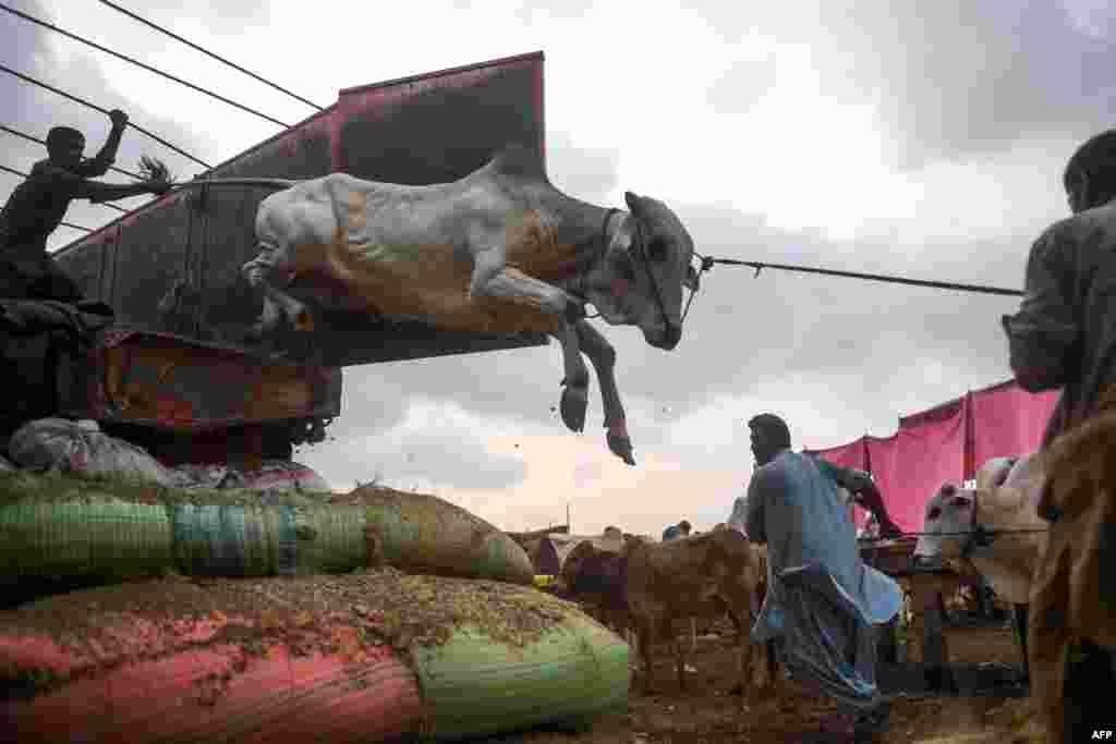 Traders unload a cow from a truck at a cattle market set up for the upcoming Muslim Eid al-Adha festival or the Festival of Sacrifice in Karachi, Pakistan.