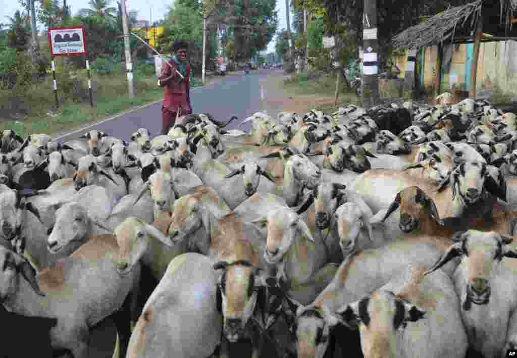 A village boy walks with a herd of sheep and goats near Thulasendrapuram village, south of Chennai, Tamil Nadu state, India.