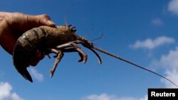 A fisherman holds up a lobster at Timang beach in Gunung Kidul, near the ancient city of Yogyakarta April 19, 2012. A self-built wooden cable car is used to cross between rocks to catching lobsters. Picture taken April 19, 2012. REUTERS/Dwi Oblo (INDON