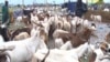 Le marché de mouton à quelques kilomètres de Cotonou, le 21 juillet 2021. 