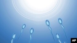 Sperma dan sel telur.