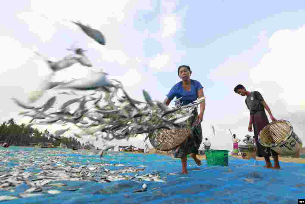  緬甸婦女在若開邦的山多威鎮的額不里海灘上準備製作魚乾。 （2016年5月1日） 