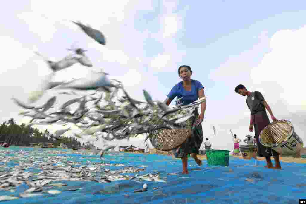 Seorang wanita Myanmar melemparkan ikan, kebanyakan ikan Tuna, ke kain yang dibentangkan untuk dikeringkan di dekat pantai Ngapali di kota Thandwe, Negara Bagian Rakhine, Myanmar bagian barat, 1 Mei 2016.