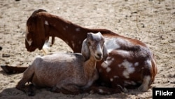 Goat herd in Gorom, Cameroon (Photo by Daniel Tiveau for Center for International Forestry Research via Creative Commons license)