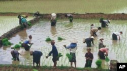 ປະຊາຊົນລາວດໍານາຢ່າງຕັ້ງໜ້າ ເພື່ອຈະໄດ້ມີເຂົ້າຂາຍພາຍໃນປະເທດ ແລະສົ່ງອອກ ໃຫ້ໄດ້ຫລາຍຂຶ້ນ.