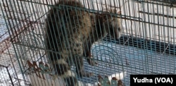 Predator Alami Diperdagangkan Temuan Ular Kobra Di Permukiman Marak
