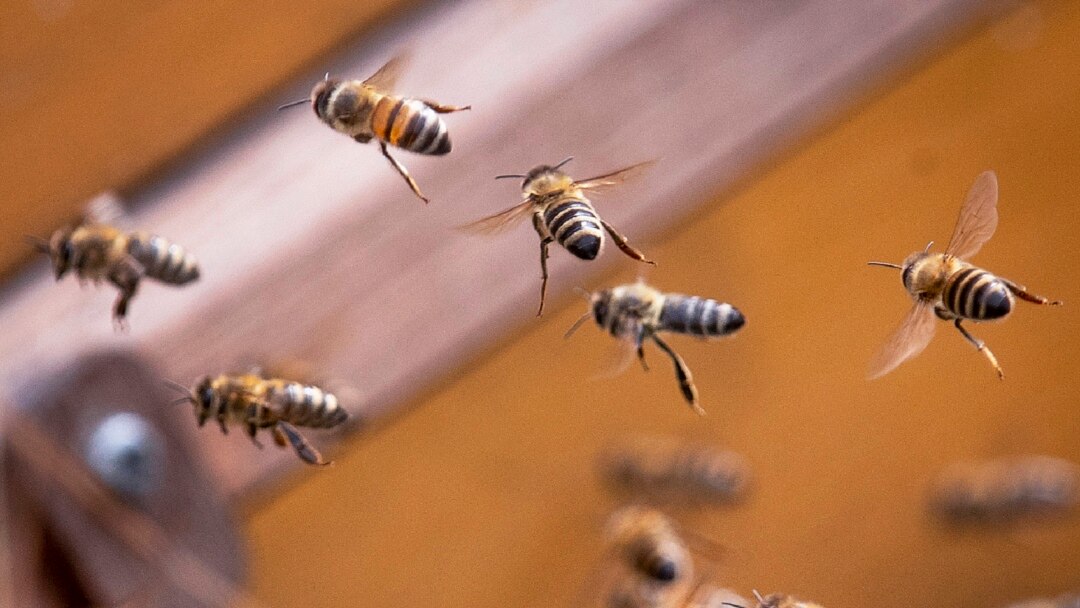 Las abejas melíferas polinizan muchos de los principales cultivos de exportación chilenos, como aguacates, arándanos, frambuesas, manzanas, cerezas y almendras.