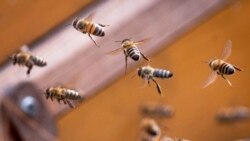 Las abejas melíferas polinizan muchos de los principales cultivos de exportación chilenos, como aguacates, arándanos, frambuesas, manzanas, cerezas y almendras.