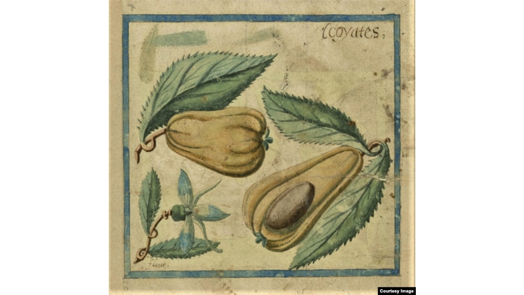 Illustration of an avocado from a 17th Century account of an expedition to the Caribbean. Courtesy of the John Carter Brown Library at Brown University.