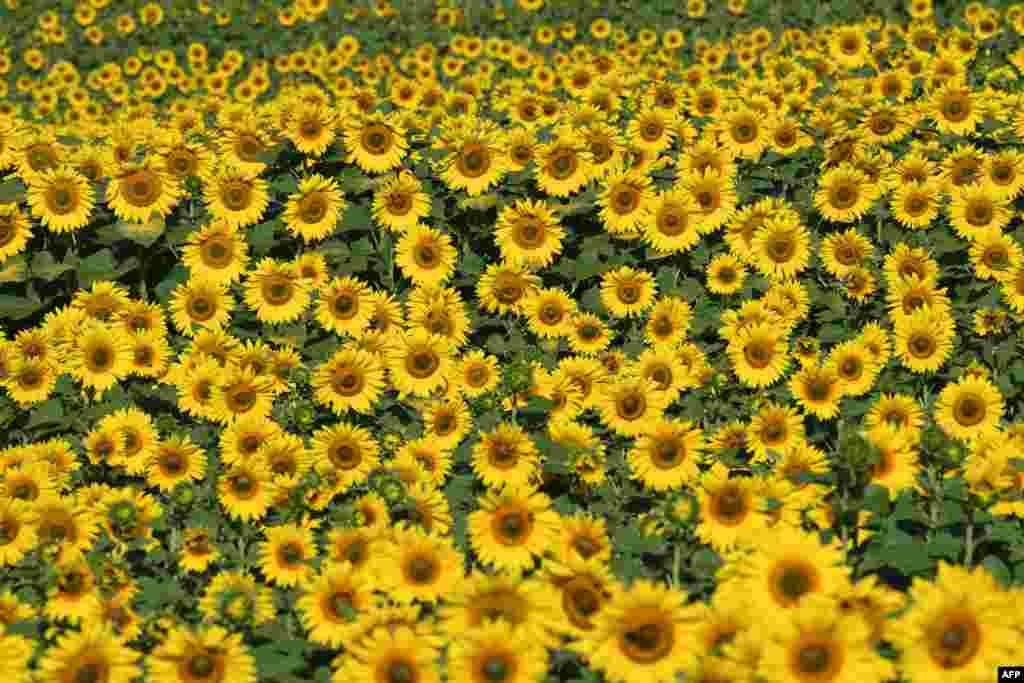 Sunflowers on a field near Zauchwitz, northeastern Germany