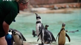 A penguin reacts with a zookeeper as it stands on weighing scales at the London Zoo, August 23, 2018. (AP Photo)