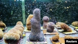 Light illuminates an aquarium full of pillar coral just a few days before the animals would successfully spawn in an aquarium for the first time at a Florida Aquarium facility in Apollo Beach, Florida, on August 14, 2019. (Reuters/Lucas Jackson)