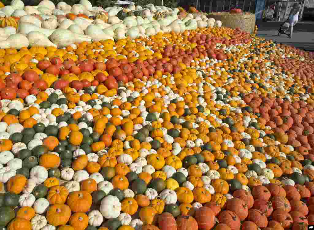 Pumpkins are displayed at the horticultural exhibition &#39;Ega&#39; in Erfurt, central Germany.