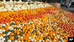 A visitor walks behind displayed pumpkins during a pumpkin show at the horticultural exhibition 'ega' in Erfurt, Germany, Sept. 2016. 