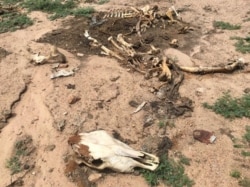 Many cows are succumbing to the dry spell in Matabeleland and Masvingo provinces. (VOA: Ezra Sibanda)