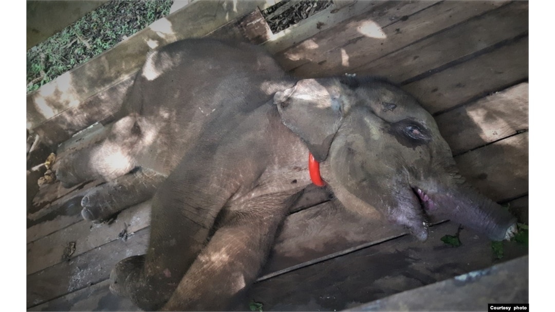 Bayi gajah Sumatra akhirnya mati usai saat dalam perawatan di Pusat Latihan Gajah (PLG) Saree, Aceh Besar, Provinsi Aceh, Selasa 16 November 2021. (Courtesy: Forum Jurnalis Lingkungan Aceh)