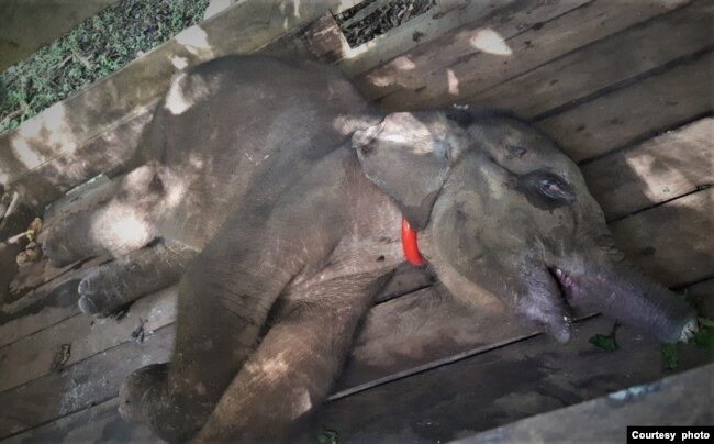 Bayi gajah Sumatra akhirnya mati usai saat dalam perawatan di Pusat Latihan Gajah (PLG) Saree, Aceh Besar, Provinsi Aceh, Selasa 16 November 2021. (Courtesy: Forum Jurnalis Lingkungan Aceh)