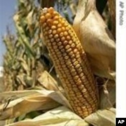 Biofuels can be derived from corn and other plants.