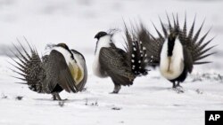 FILE - Male greater sage grouse perform mating rituals for a female grouse, not pictured, on a lake outside Walden, Colorado, April 20, 2013.