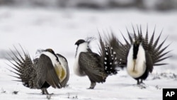 FILE - Male greater sage grouse perform mating rituals for a female grouse, not pictured, on a lake outside Walden, Colorado, April 20, 2013.