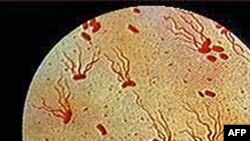 Vi khuẩn salmonella gây các triệu chứng nóng sốt, tiêu chảy và buồn nôn trong vài trường hợp có thể dẫn đến tử vong