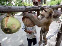 Seorang pelatih tengah memberi instruksi kepada monyetnya untuk mengumpulkan kepala di Pusat Pelatihan Monyet di Pulai Samui, 19 Juli 2003. (Foto: dok).