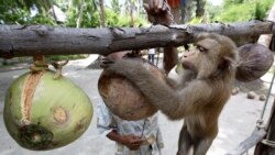 A Thai monkey trainer works with a monkey showing it how to collect coconuts at the Samui Monkey Center on Samui island, 19 July 2003.