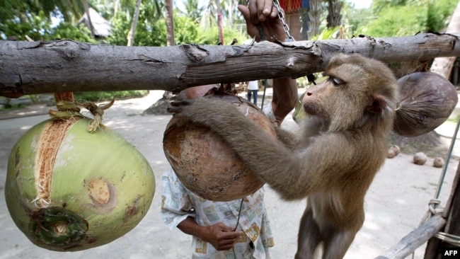 A Thai monkey trainer works with a monkey showing it how to collect coconuts at the Samui Monkey Center on Samui island, 19 July 2003.