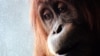 25 especies de primates podrían desaparecer