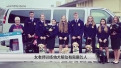 女老师训练幼犬帮助有需要的人