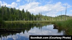 Almost all of Michigan's Isle Royale is designated wilderness, and it was set aside as a national park in 1931as a prime example of primitive America.