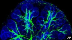 The parasympathetic nerves of a developing salivary gland innervate the salivary gland epithelium which is essential for organogenesis. The image shows a single projection of a stack of optical sections of an E14 mouse salivary gland. Colors have been alt