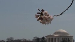 ဝါရှင်တန် ချယ်ရီပွဲတော်