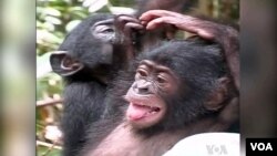 نسل این شامپانزه های حساس، در معرض خطر انقراض است