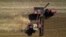 FILE - A combine, bottom, unloads grain into a wagon, top, while harvesting soybeans, Oct. 10, 2023, at a farm near Allerton, Illinois.