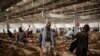 FILE - Tobacco buyers browse through bales at the Tobacco Auction floor in Blantyre, Malawi, April 16, 2015.