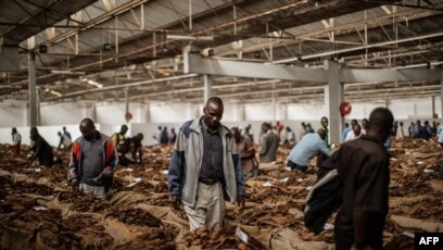 malawi tobacco industry Malawi President Proposes Switch from Growing Tobacco