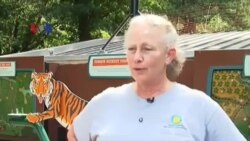 Kebun Binatang Washington DC Lelang Nama Bayi Harimau Sumatera