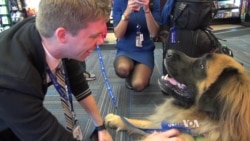 Stress-relieving Dogs Ease Minds of Travelers, Pilots at Busy Airports