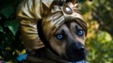 A dog dressed as Zoltar the fortune teller takes part in the 23rd annual Tompkins Square Halloween Dog Parade in New York, Oct. 26, 2013. 